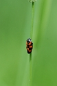 Bugs